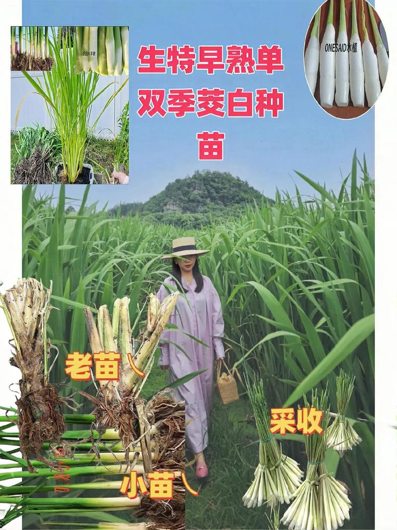 双季茭白种苗 一年两熟的高产早熟新选择